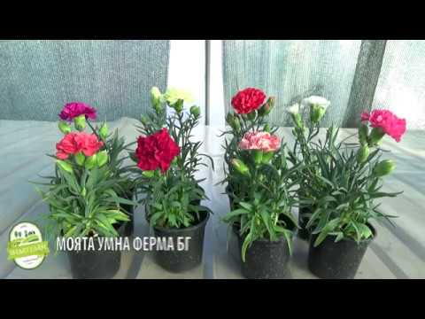 Видео: Нискостеблен Карамфил (Dianthus) Цветът е с диаметър 4-6 см.