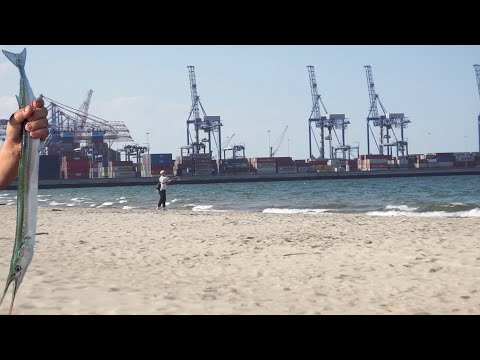 Видео: Ловля саргана в Балтийском море.