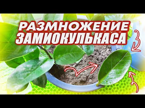 Видео: ИЗ ЛИСТА ВО ВЗРОСЛОЕ РАСТЕНИЕ ЗА 1 ГОД / КАК РАЗМНОЖИТЬ ЗАМИОКУЛЬКАС ЛИСТОМ / ДОЛЛАРОВОЕ ДЕРЕВО