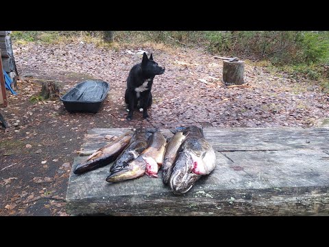 Видео: Поход на избу с ночевками / Рыбалка на жерлицы (самоловки) / Капканы на куницу / фотоловушка.