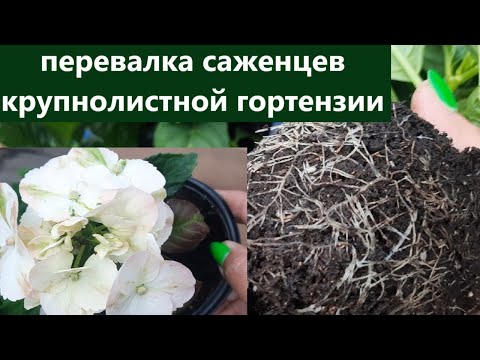 Видео: Перевалка крупнолистной гортензии в больший объем. Как развиваются саженцы и корневая система.
