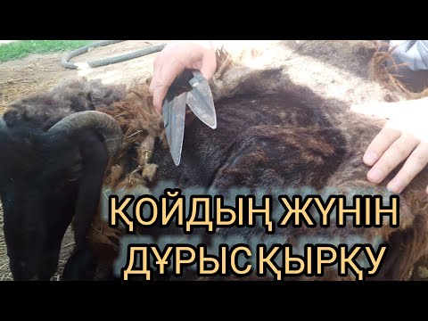Видео: ҚОЙДЫҢ ЖҮНІН ДҰРЫС ҚЫРҚУ ТӘСІЛІ ЖӘНЕ НЕ ҮШІН ҚЫРҚУ ҚАЖЕТ?