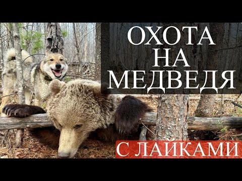 Видео: Сколько клещей весной на медведе. Охота на медведя с лайками.