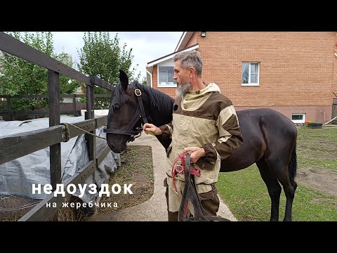 Видео: Недоуздок для жеребчика.