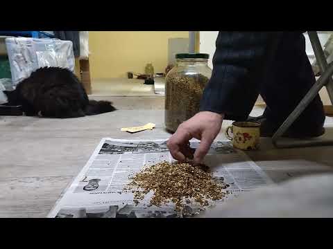 Видео: Махорка Isleta Pueblo.