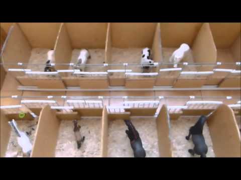 Видео: обзор на конюшню