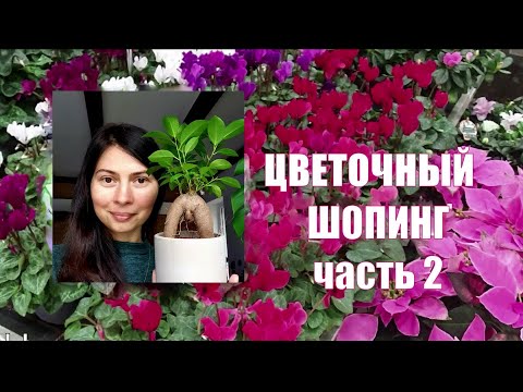 Видео: Обзор комнатных цветов - Названия растений и мои покупки🌱