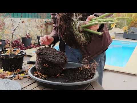 Видео: Сильная обрезка японского клена