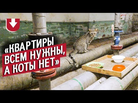 Видео: 70 котов живет в Эрмитаже. А вы знали?