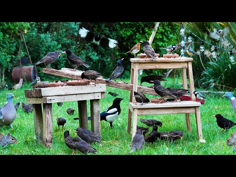 Видео: Птицы для кошек 🕊️ Птицы! Шумные скворцы и птенцы захватывают сад 🐿️ Тв для кошек 4K HDR