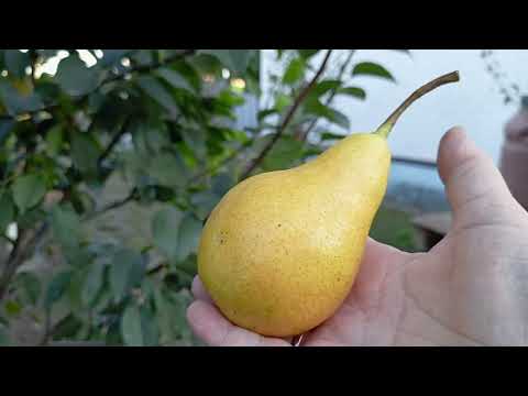 Видео: Переехали на Юг/Чтобы было веселей/Дорогие лекарства.