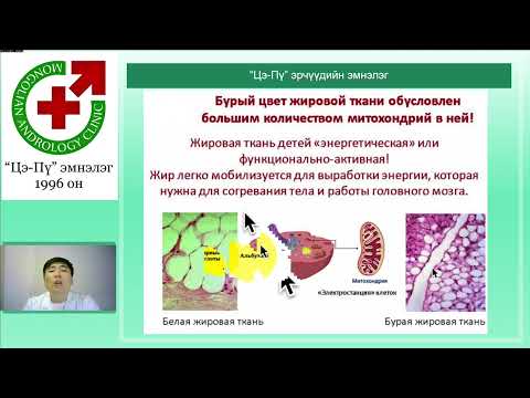Видео: Таргалалт ба тестостерон