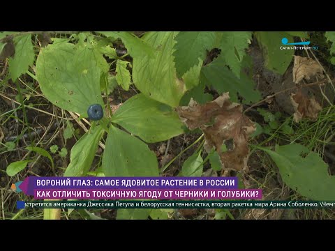 Видео: Как не перепутать токсичный вороний глаз с полезной голубикой