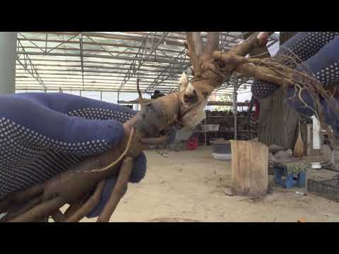 Видео: Деление ИТО-гибрида. Сентябрь 2018