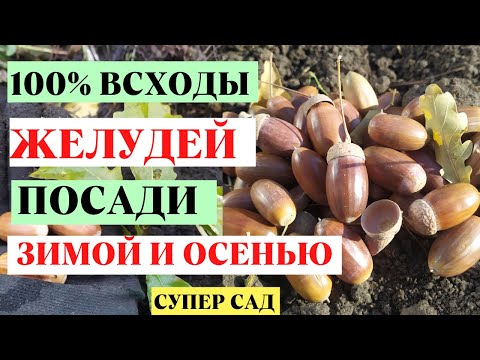 Видео: 100% всхожесть желудей . Как посадить желуди? Как вырастить дуб из желудя?