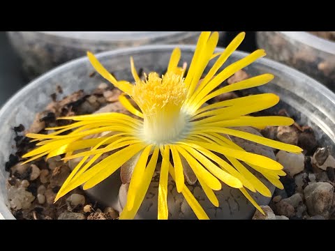 Видео: Цветут Литопсы (Lithops) - живые камни.