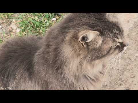 Видео: Купил Huawei Pura 70.  Немного разочаровал