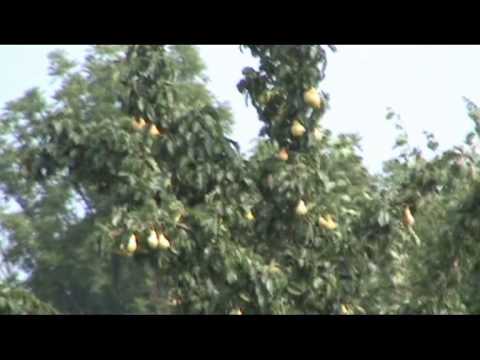 Видео: Радюки