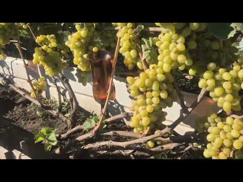 Видео: 331  ОСЫ одолели  Ставлю ловушки