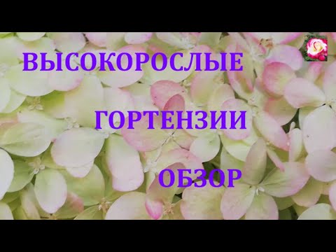 Видео: ВЫСОКОРОСЛЫЕ ГОРТЕНЗИИ. ОСОБЕННОСТИ
