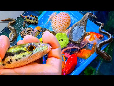 Видео: Чудесная ночь ловли разноцветных золотых рыбок, карпов ранчу, больших сомов, гуппи, маленьких чер...