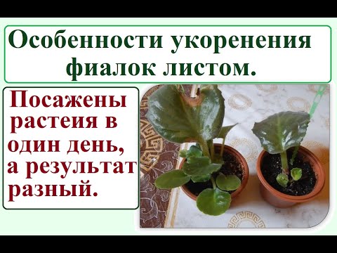 Видео: Ошибки посадки и правила укоренения фиалок листом в грунте