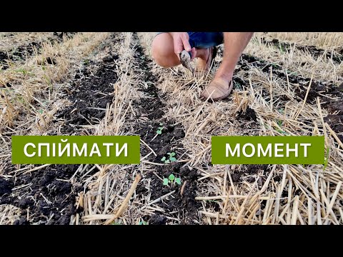 Видео: Все крутиться навколо опадів: ріпак, суперрання пшениця та покривні
