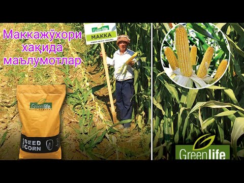 Видео: Маккажўхори хақида маълумотлар