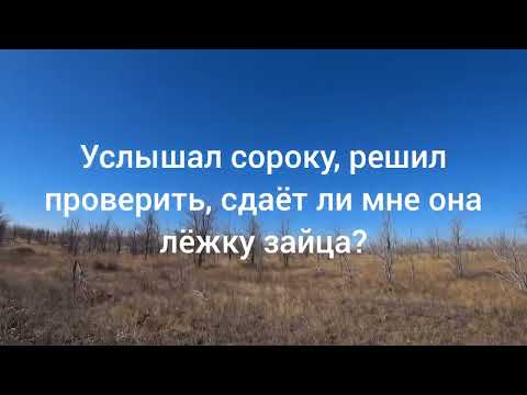 Видео: На зайца по чернотропу. Неправильной дробью.