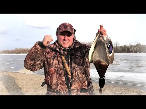 Видео: Весенняя охота с подсадной уткой и очень трудовой подранок!