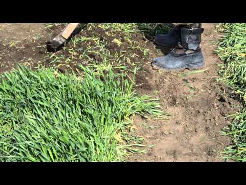 Видео: рожь как сидерат