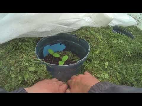 Видео: Обогрев теплицы в заморозки