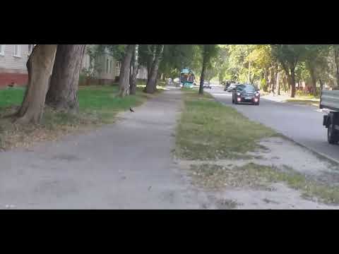 Видео: троллейбус