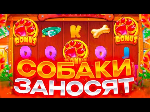 Видео: О ДА! ЗАКРЫЛ ЛИНИЮ СОБАК ! ЗАНОСЫ НЕДЕЛИ В The Dog House!