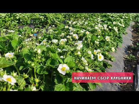 Видео: Первый сбор клубники. 28.04. Ставрополь.