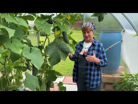 Видео: Огурец Кураж от Гавриш.