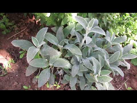 Видео: Стахис овечьи ушки минимум ухода и максимум красоты в бордюрах клумб