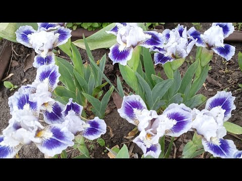 Видео: Карликовые ирисы. Обзор.