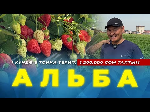 Видео: Ушунчалык түшүмдүү сорт көрдүңөр беле? Эмнеге КСД сорт НСД'дан жакшы?