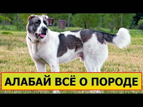 Видео: АЛАБАЙ - Плюсы и минусы ❘ Всё о породе.
