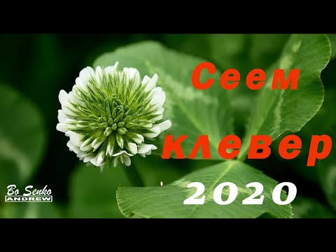 Видео: Сеем клевер красный и белый весной 2020. уДачный Эксперимент!