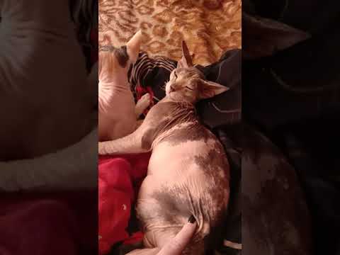 Видео: Различия между канадским и донским сфинксами