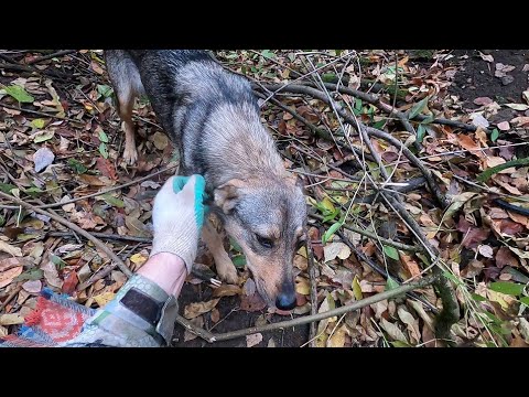 Видео: Спасение собакена из ловушки на МЕТАЛЛО КОПЕ!