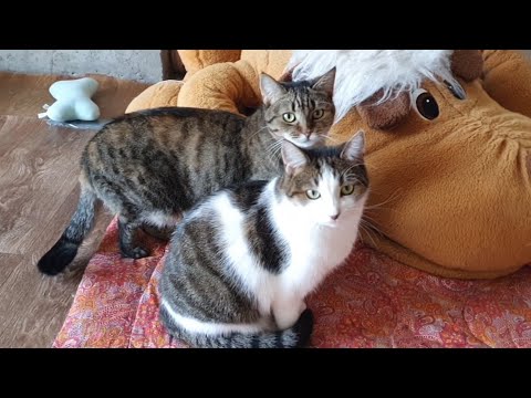 Видео: Хроніки котоквартири🐈🐈‍⬛😻