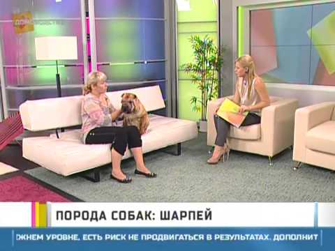 Видео: Порода собак: шарпей