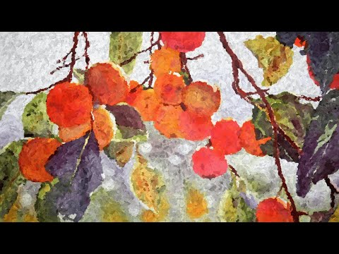 Видео: Виргинская хурма в Тамбове.