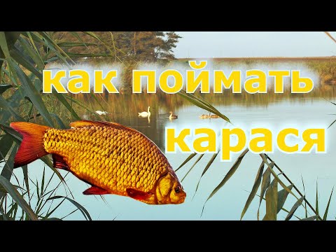 Видео: Ошибки при ловле карася на фидер. Как ловить карася на фидер круглый год. Фидерная рыбалка на карася