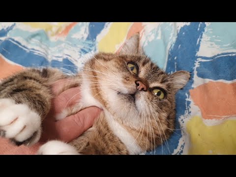 Видео: Мене котики не зустрічали, а Аню зустрічали усі🐈🐈‍⬛😻