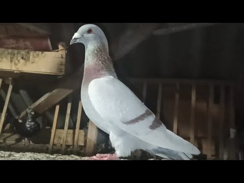 Видео: ПОЧТОВЫЕ ГОЛУБИ 🕊️🕊️.                        МОЛОДЫЕ РАЗНЫХ МАСТЕЙ КОТОРЫХ ОСТАВИЛ.