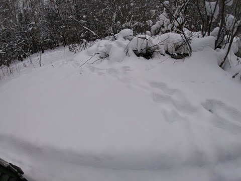 Видео: Жизнь в лесу/Охота на волка на петли на приваде/Встреча Лоси/Проверка капканов на куницу и на бобра.